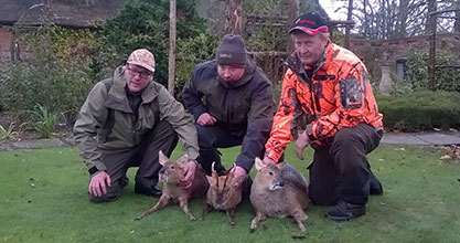 muntjac