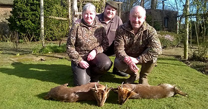 muntjac