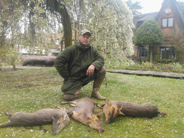 MUNTJAC