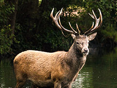 reddeer-unsplash.jpg