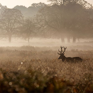 billede1.jpg